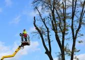 Entretien élagage arbres