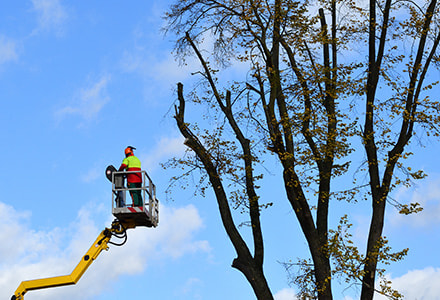 Entretien élagage arbres